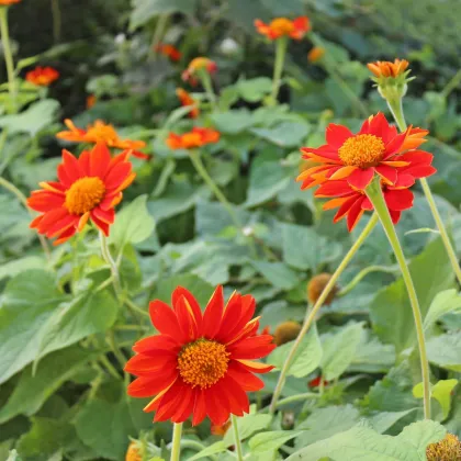 Titonia okrągłolistna - Tithonia rotundifolia - nasiona titonii - 60 szt.