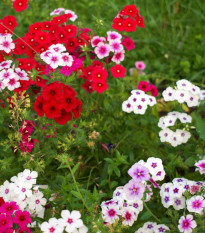 Floks Drummonda tapestry - Phlox drum. - nasiona floksy - 180 szt.