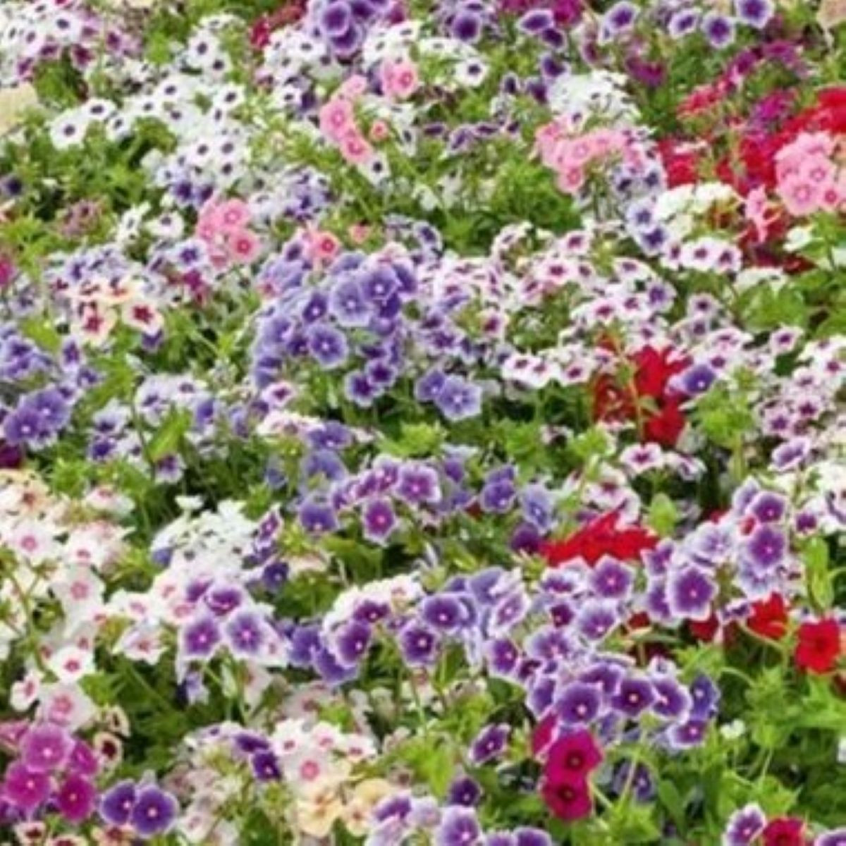 Floks Drummonda tapestry - Phlox drum. - nasiona floksy - 180 szt.