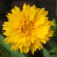 Nachyłek wielkokwiatowy Presto - Coreopsis grandiflora - nasiona nachyłka - 20 szt.