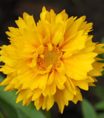 Krásnoočko velkokvěté Presto - Coreopsis grandiflora - semena krásnoočka - 20 ks