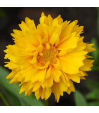 Nachyłek wielkokwiatowy Presto - Coreopsis grandiflora - nasiona nachyłka - 20 szt.