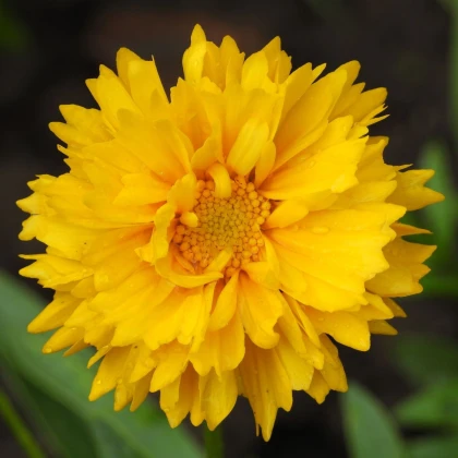 Nachyłek wielkokwiatowy Presto - Coreopsis grandiflora - nasiona nachyłka - 20 szt.