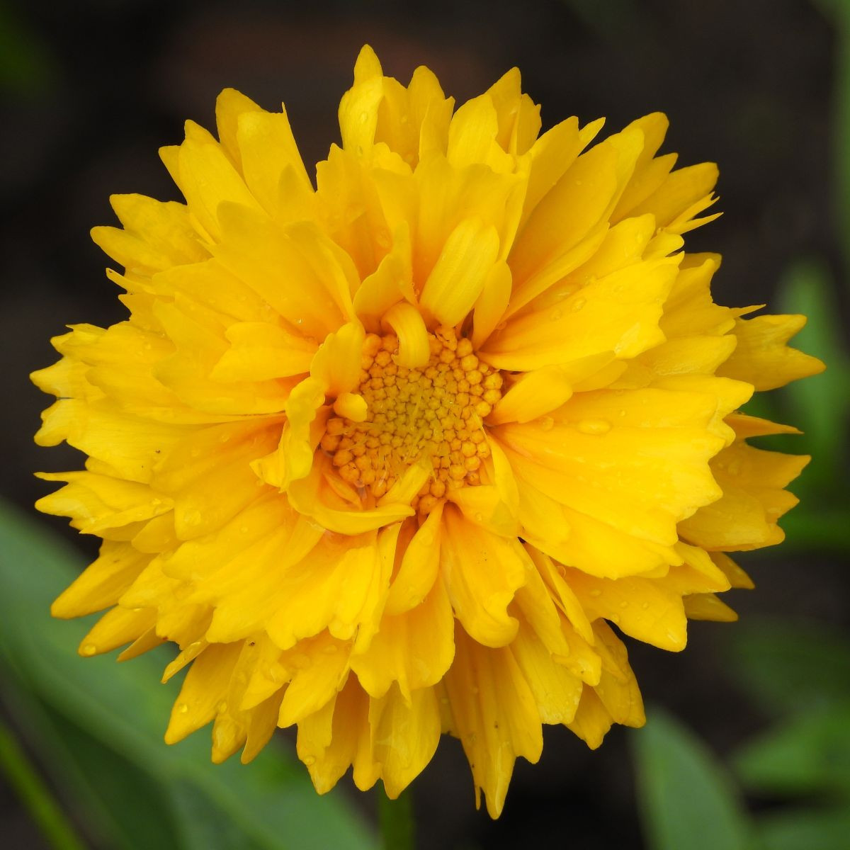 Krásnoočko velkokvěté Presto - Coreopsis grandiflora - semena krásnoočka - 20 ks