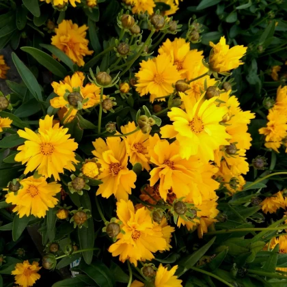 Nachyłek wielkokwiatowy Presto - Coreopsis grandiflora - nasiona nachyłka - 20 szt.