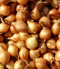 Cebula szalotka Mikor - Allium cepa - cebulki - 10 szt.