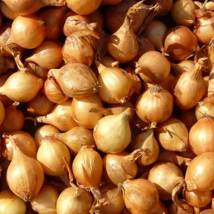 Cebula szalotka Mikor - Allium cepa - cebulki - 10 szt.
