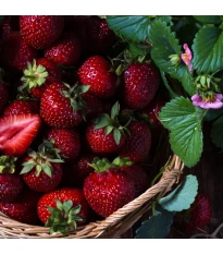 Truskawka Cherryberry - Fragaria ananassa - sadzonki truskawek z gołym korzeniem - 2 szt.