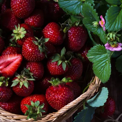 Truskawka Cherryberry - Fragaria ananassa - sadzonki truskawek z gołym korzeniem - 2 szt.