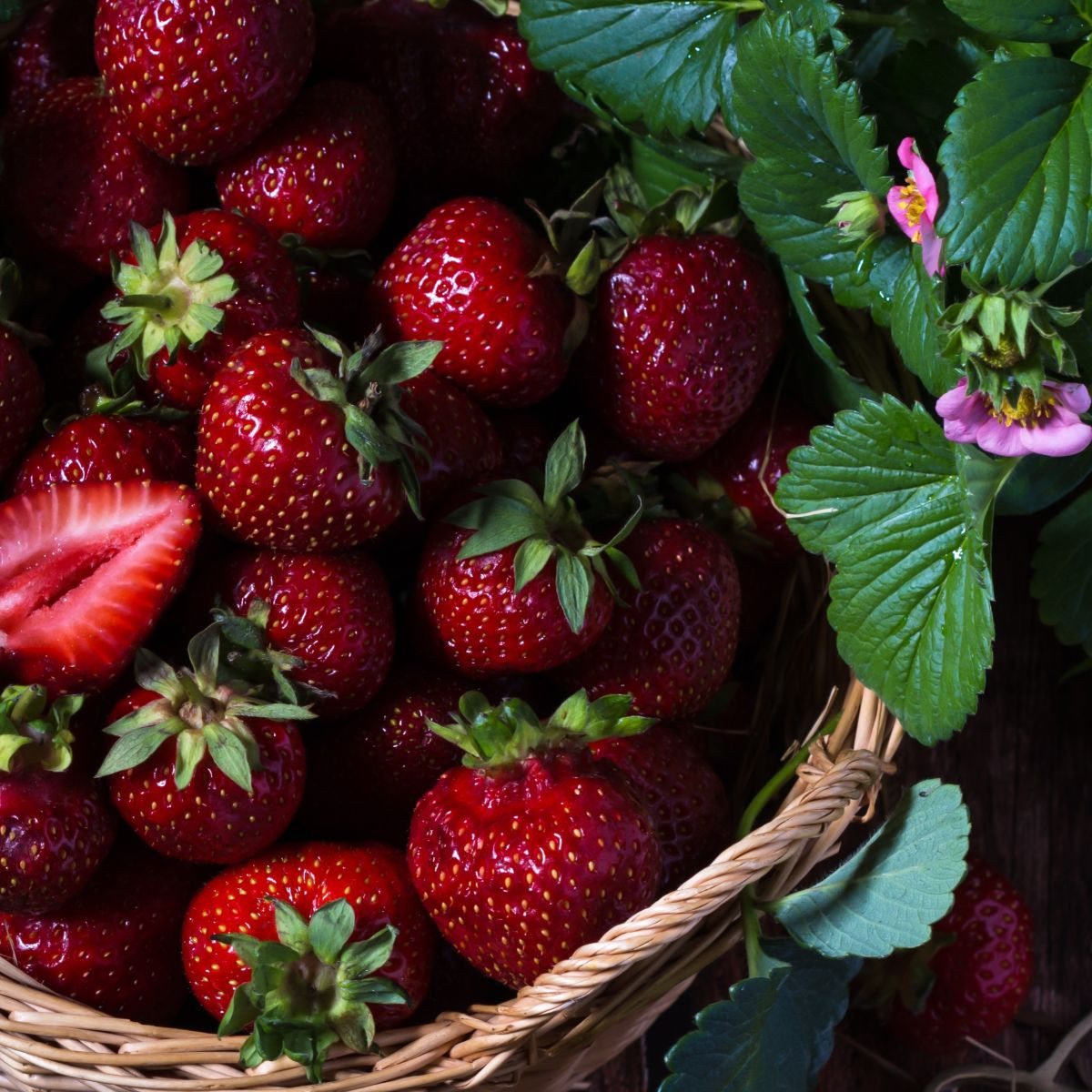 Truskawka Cherryberry - Fragaria ananassa - sadzonki truskawek z gołym korzeniem - 2 szt.