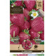 Truskawka Cherryberry - Fragaria ananassa - sadzonki truskawek z gołym korzeniem - 2 szt.