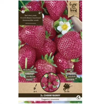 Truskawka Cherryberry - Fragaria ananassa - sadzonki truskawek z gołym korzeniem - 2 szt.