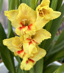 Mieczyk Jester - Gladiolus - cebule mieczyka - 3 szt.