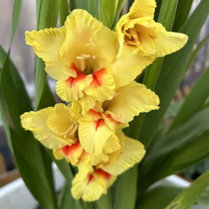 Mieczyk Jester - Gladiolus - cebule mieczyka - 3 szt.