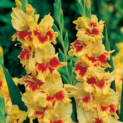 Mieczyk Jester - Gladiolus - cebule mieczyka - 3 szt.
