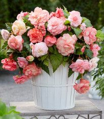 Begonie Flamenca - Begonia splendide - bulwy begonii - 2 szt.