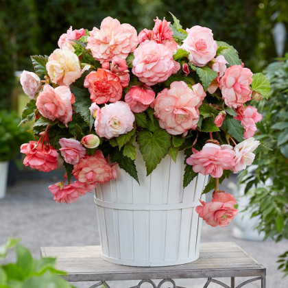 Begonie Flamenca - Begonia splendide - bulwy begonii - 2 szt.