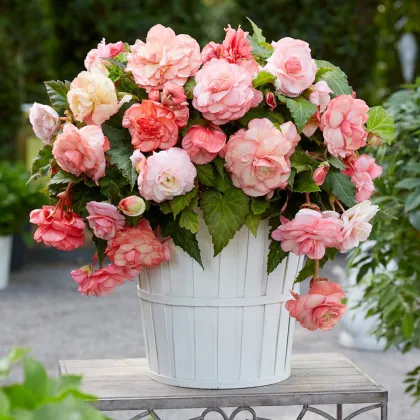 Begonie Flamenca - Begonia splendide - bulwy begonii - 2 szt.
