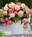 Begonie Flamenca - Begonia splendide - bulwy begonii - 2 szt.