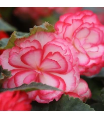 Begonie Pink Balcony - Begonia tuberhybrida - bulwy begonii - 2 szt.