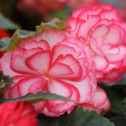Begonie Pink Balcony - Begonia tuberhybrida - bulwy begonii - 2 szt.