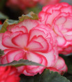 Begonie Pink Balcony - Begonia tuberhybrida - bulwy begonii - 2 szt.
