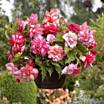 Begonie Pink Balcony - Begonia tuberhybrida - bulwy begonii - 2 szt.