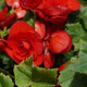 Begonie Nonstop czerwona - Begonia tuberhybrida - bulwy begonii - 2 szt.