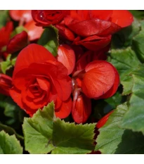 Begonie Nonstop czerwona - Begonia tuberhybrida - bulwy begonii - 2 szt.