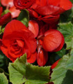 Begonie Nonstop czerwona - Begonia tuberhybrida - bulwy begonii - 2 szt.