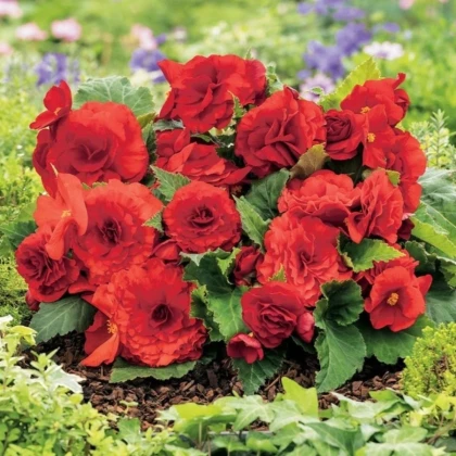 Begonie Nonstop czerwona - Begonia tuberhybrida - bulwy begonii - 2 szt.