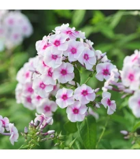 Floks Graf Zeppelin - Phlox - prostokořenne sadzonki floksów - 1 szt.