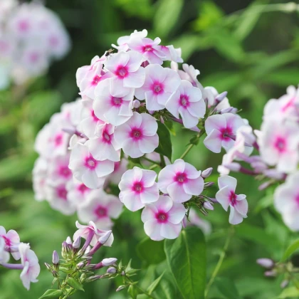 Floks Graf Zeppelin - Phlox - prostokořenne sadzonki floksów - 1 szt.