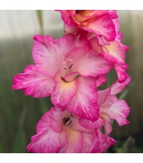 Mieczyk Violet King - Gladiolus - cebule mieczyka - 3 szt.