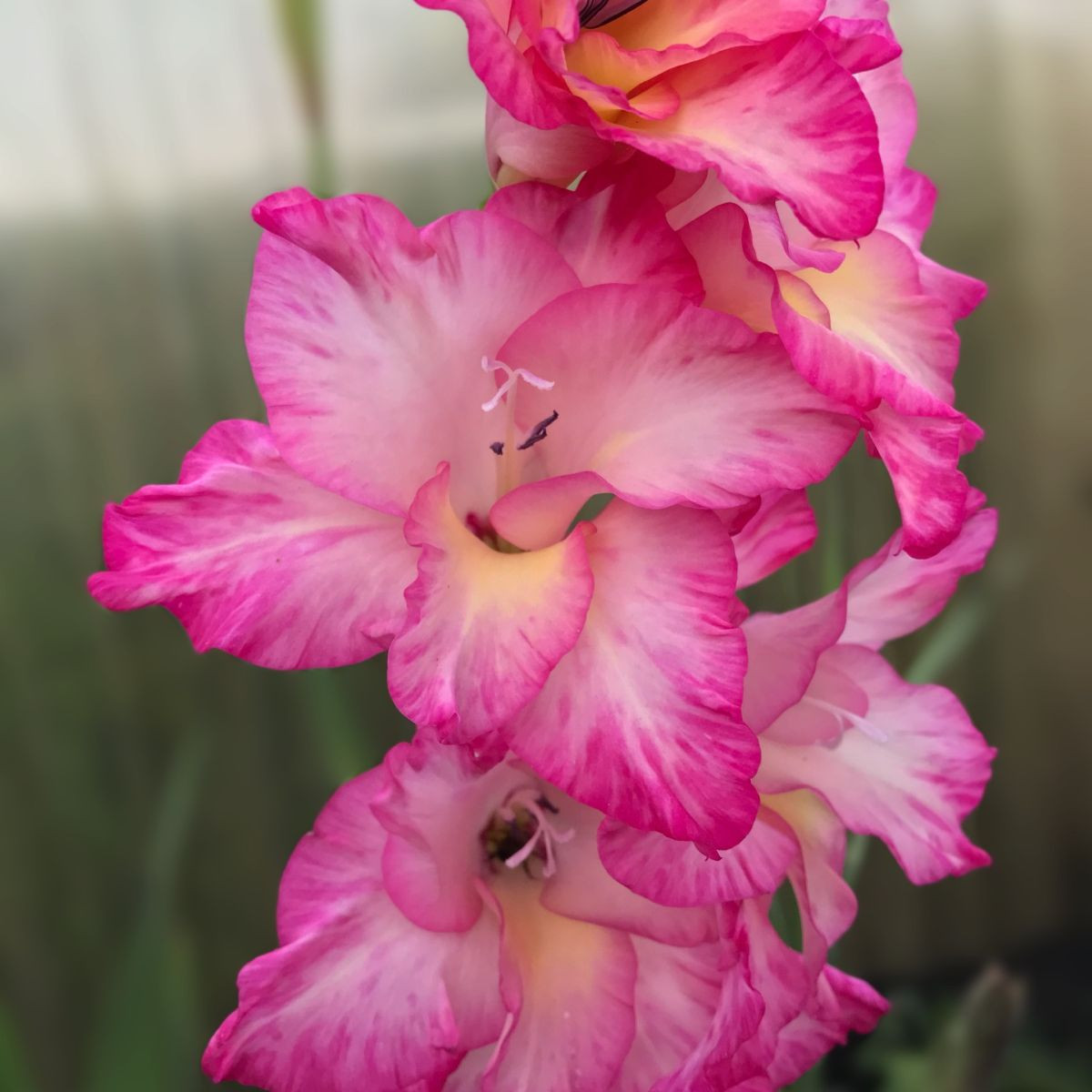 Mieczyk Violet King - Gladiolus - cebule mieczyka - 3 szt.