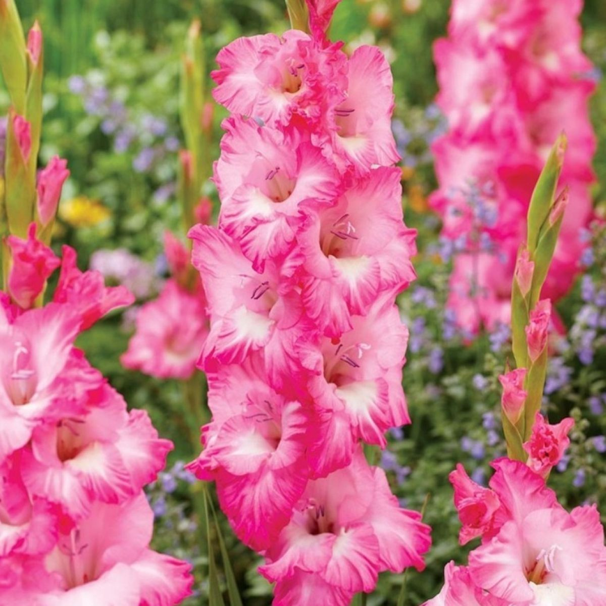 Mieczyk Violet King - Gladiolus - cebule mieczyka - 3 szt.