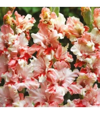 Mieczyk Mindset - Gladiolus - cebule mieczyka - 3 szt.