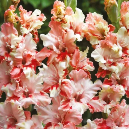 Mieczyk Mindset - Gladiolus - cebule mieczyka - 3 szt.