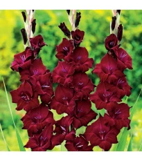 Mieczyk At Night - Gladiolus - cebule mieczyka - 3 szt.