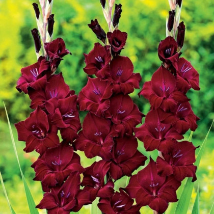 Mieczyk At Night - Gladiolus - cebule mieczyka - 3 szt.