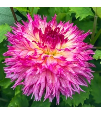Dalia Nenekazi - Dahlia - bulwy dalii - 1 szt.