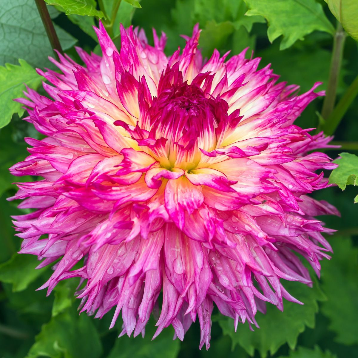 Jiřinka Nenekazi - Dahlia - hlízy jiřinky - 1 ks