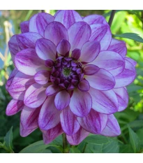 Dalia Seduction - Dahlia - bulwy dalii - 1 szt.