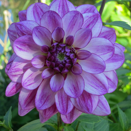 Dalia Seduction - Dahlia - bulwy dalii - 1 szt.