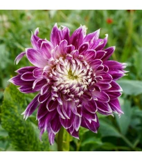 Dalia Vancouver - Dahlia - bulwy dalii - 1 szt.