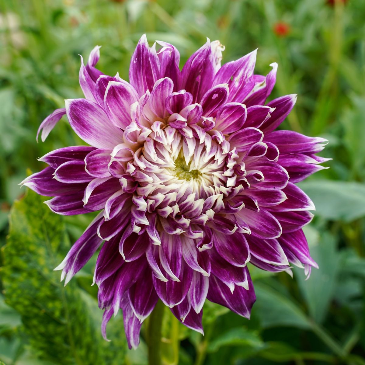 Dalia Vancouver - Dahlia - bulwy dalii - 1 szt.