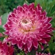 Dalia Vancouver - Dahlia - bulwy dalii - 1 szt.