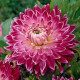 Jiřinka Vancouver - Dahlia - hlízy jiřinky - 1 ks