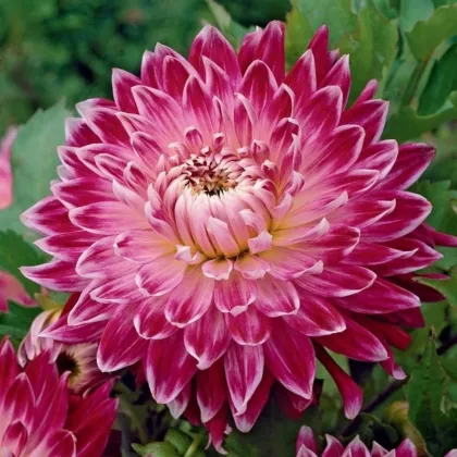 Jiřinka Vancouver - Dahlia - hlízy jiřinky - 1 ks