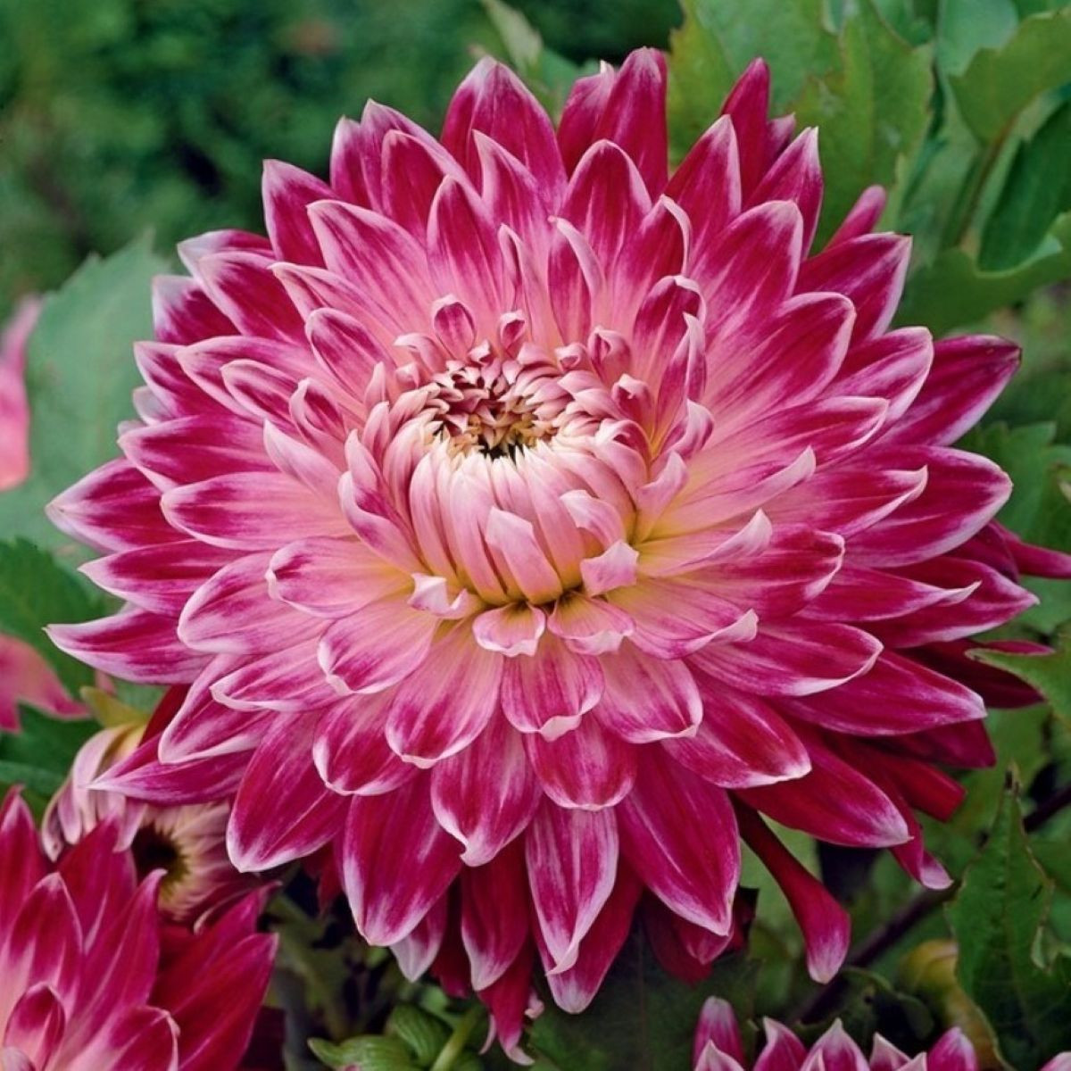 Jiřinka Vancouver - Dahlia - hlízy jiřinky - 1 ks